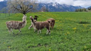 Lamas und Alpakas auf der Wiese