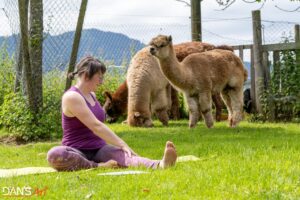 Yoga im Sommer bei den Alpakas